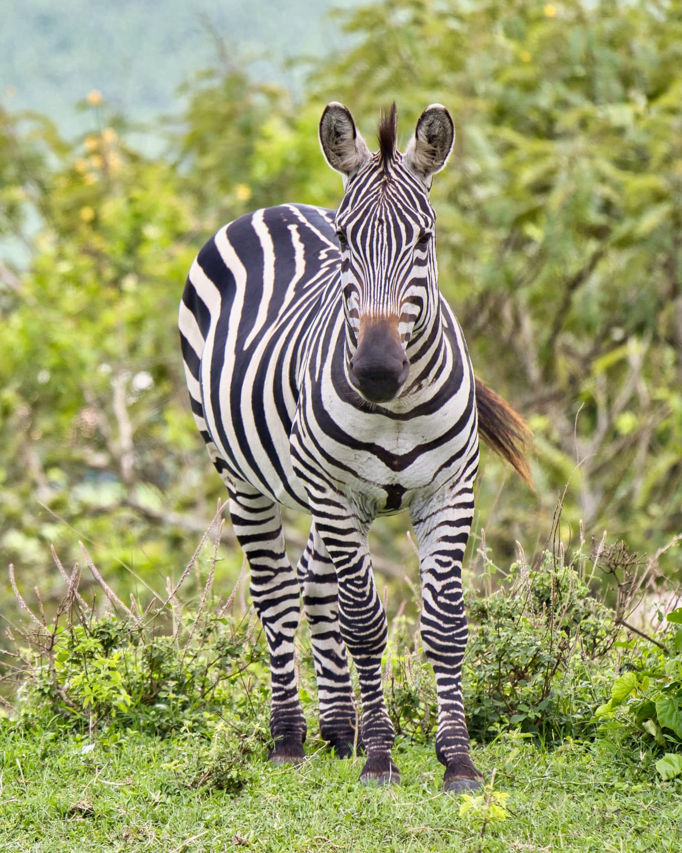 Lake Mburo National Park